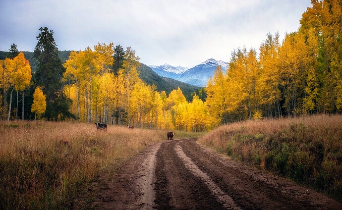 Crooked Creek Rd Muddy fall colors