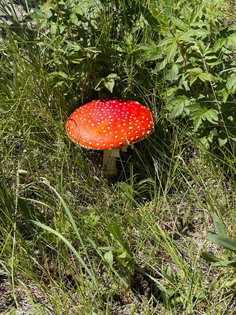 202608_BigLake - 3
